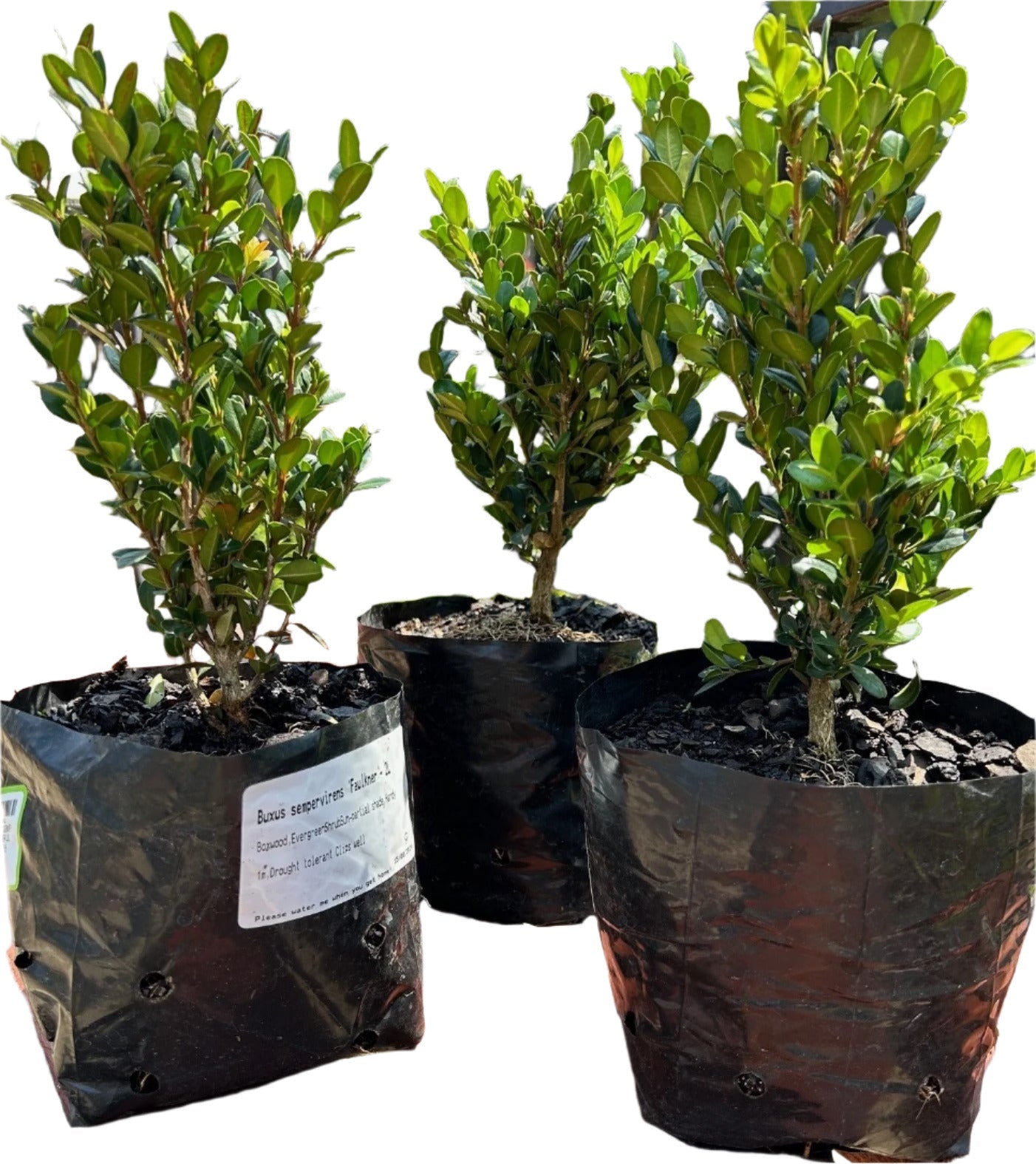 SHRUBS