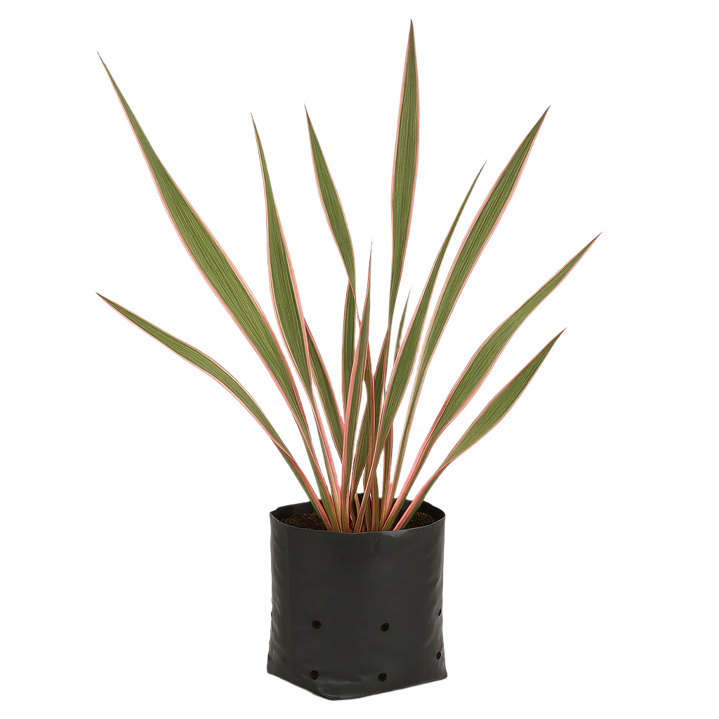 FLOOR-STANDING PLANTS