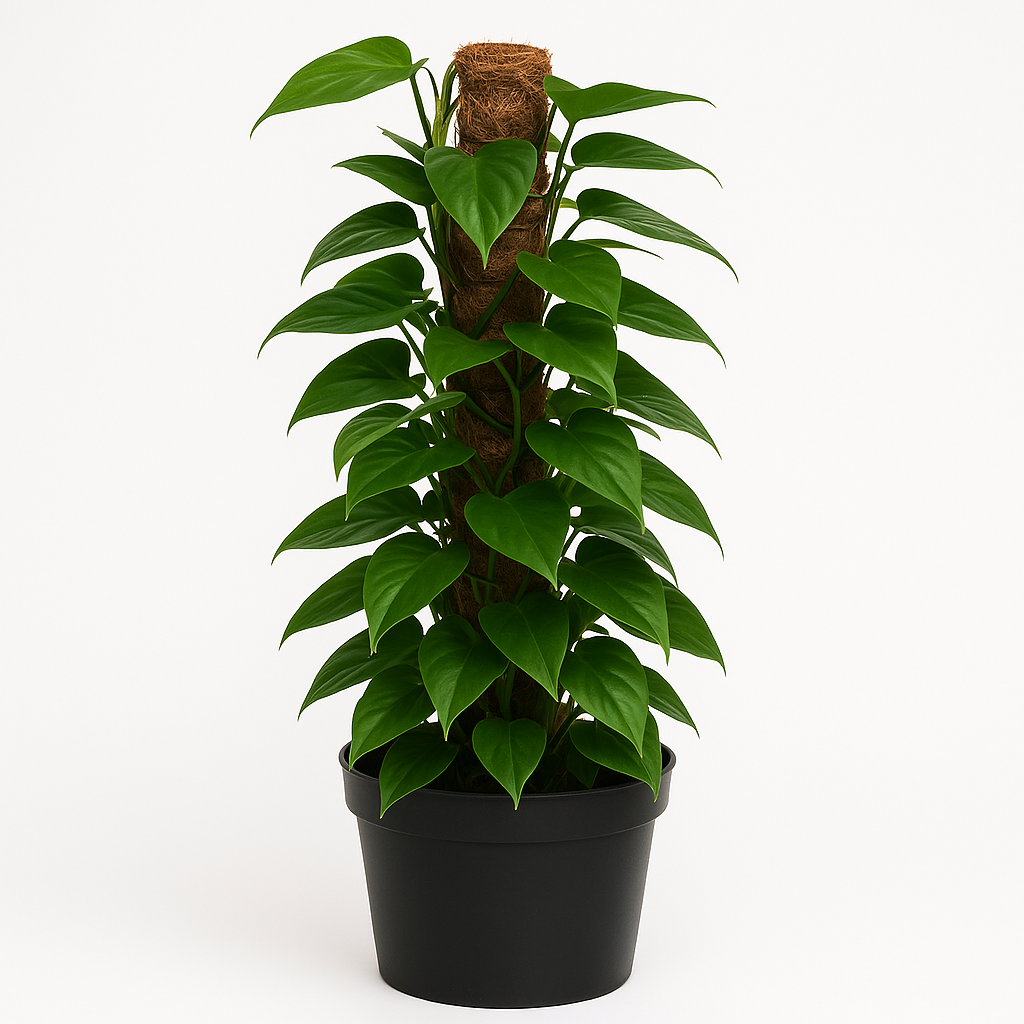 INDOOR PLANTS
