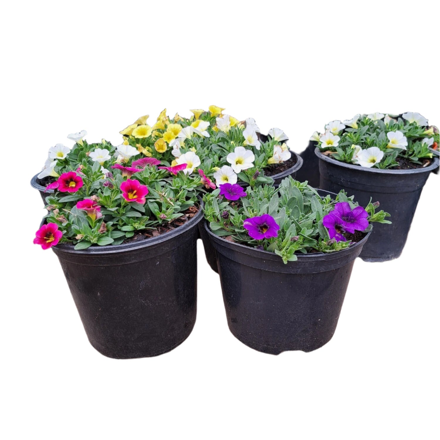 CALIBRACHOA MIXED 15CM