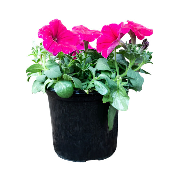 PETUNIA MIX 14CM