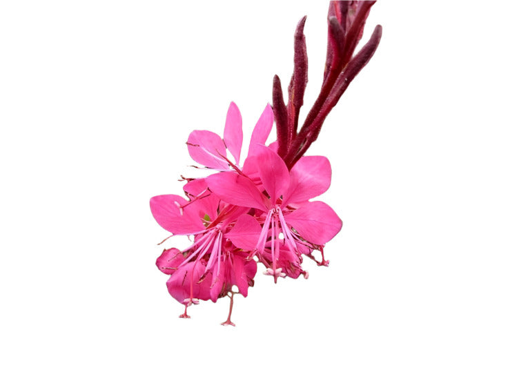 GAURA LIN. BELLEZA DARK PINK