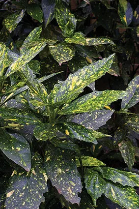 Aucuba Japonica Aurea 17Cm