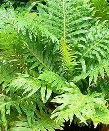 Blechnum Gibbum 17Cm