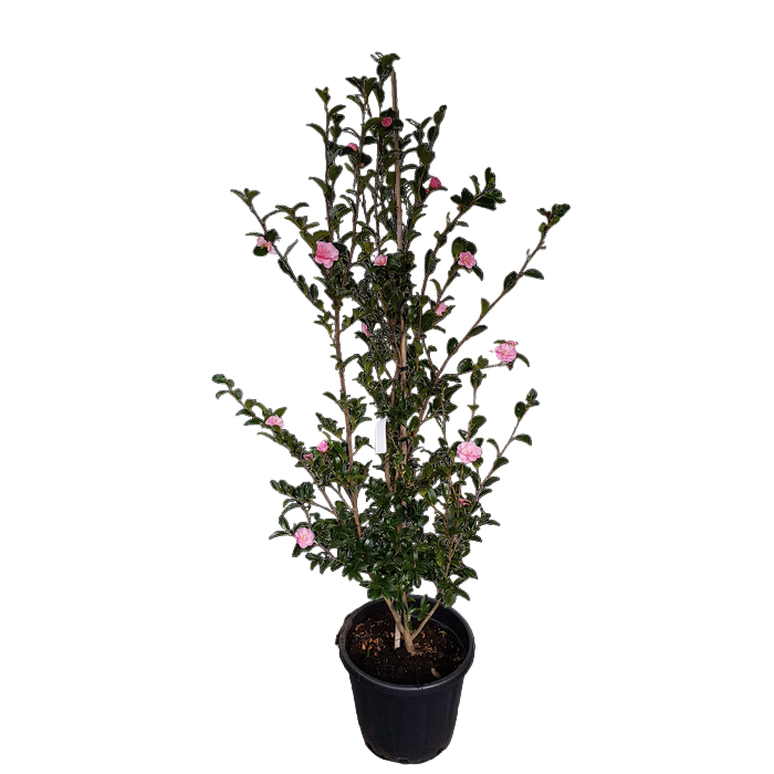 Potted plant with pink flowers on a white background
