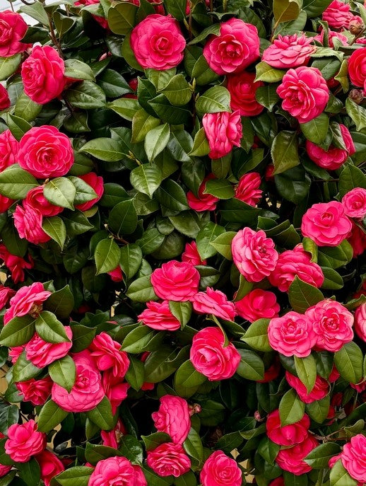 Camellia Jap Kramers Supreme 2