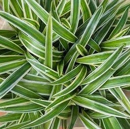 Chlorophytum Com Variegated 4L