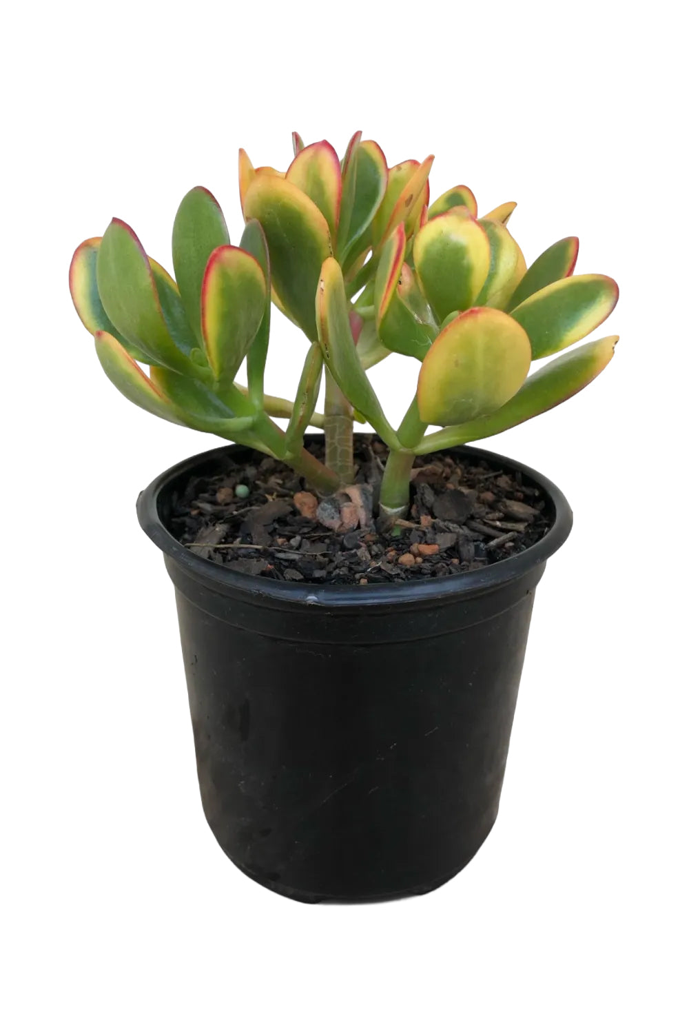 SUCCULENT 10CM