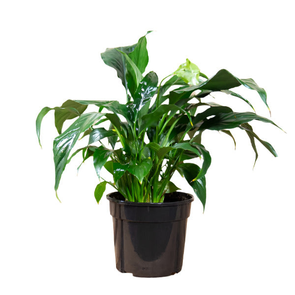 SPATHIPHYLLUM 15CM