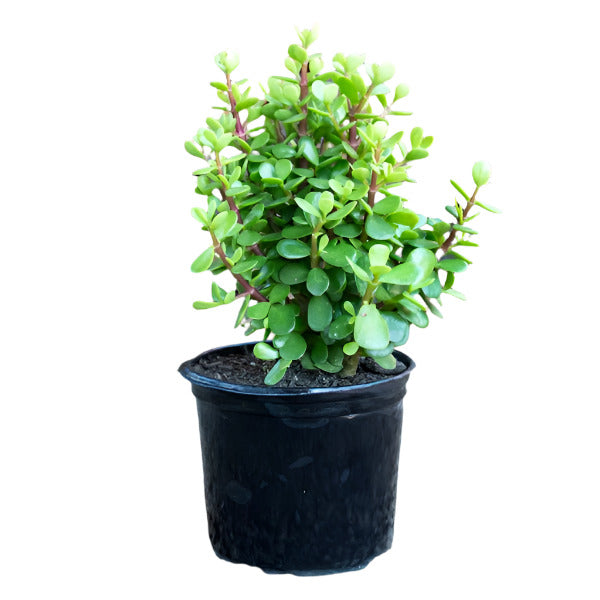 PORTULACARIA AFRA 15CM