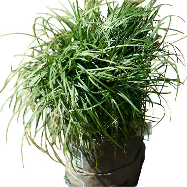 OPHIOPOGON JAPONICUS 2L