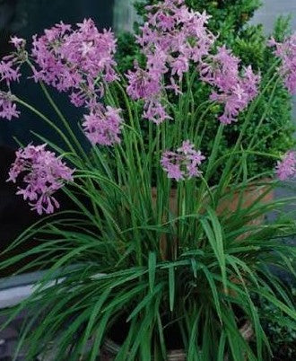 Tulbaghia Violacea15cm