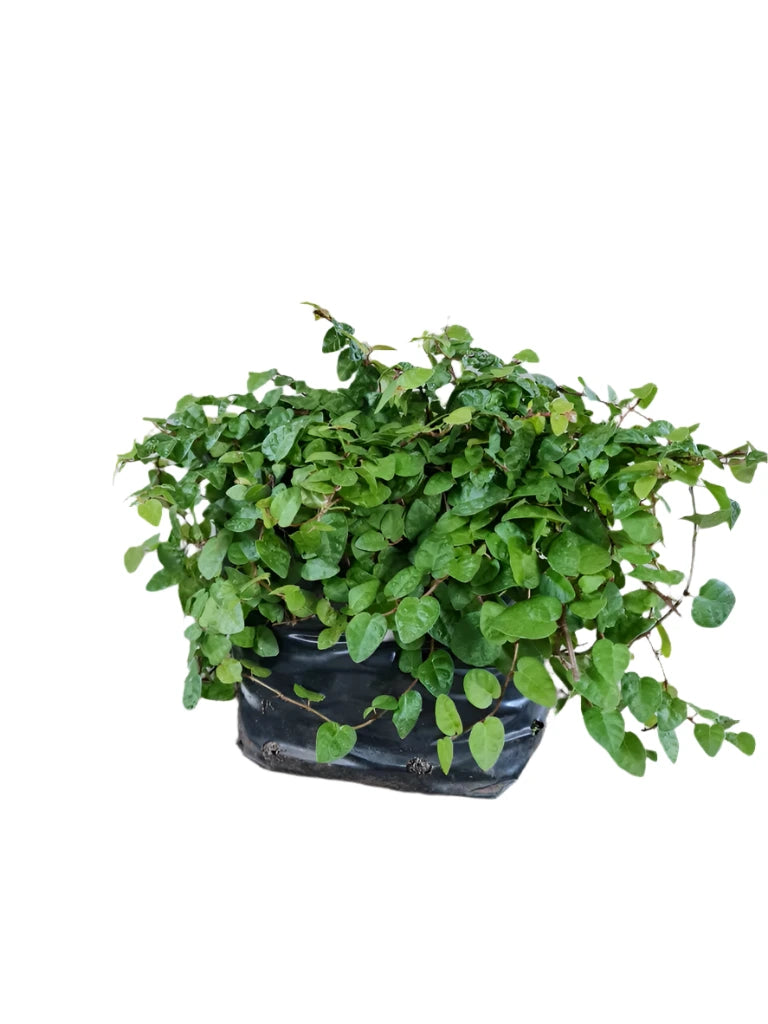 FICUS PUMILA 15CM