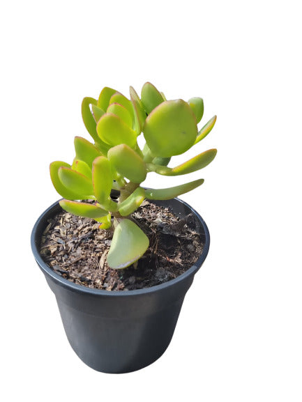 SUCCULENT  15CM