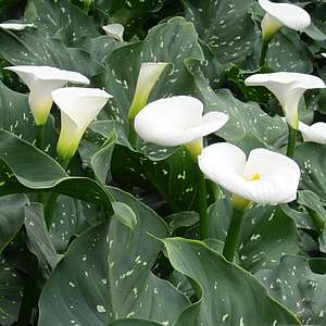 Zantedeschia White Giant 4L