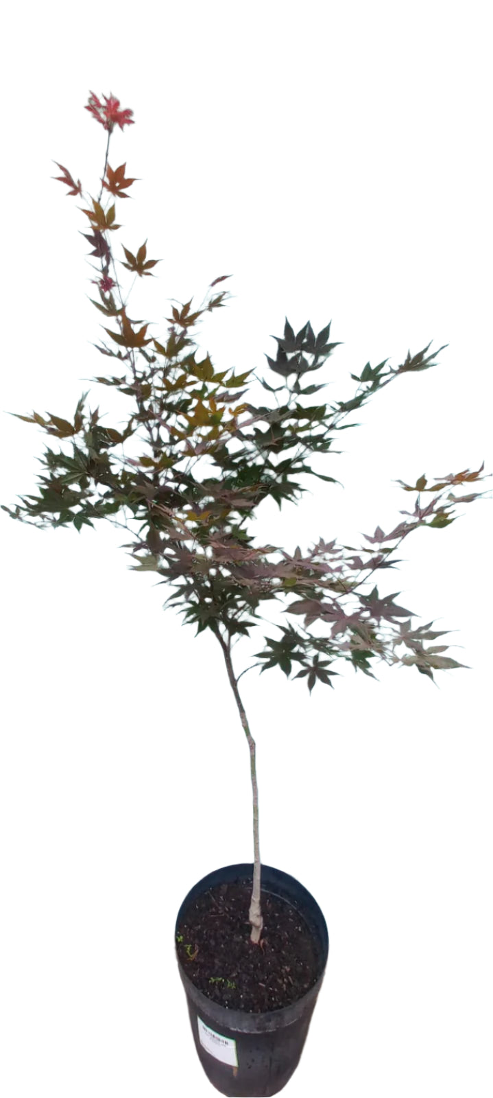 ACER PALMATUM 35CM