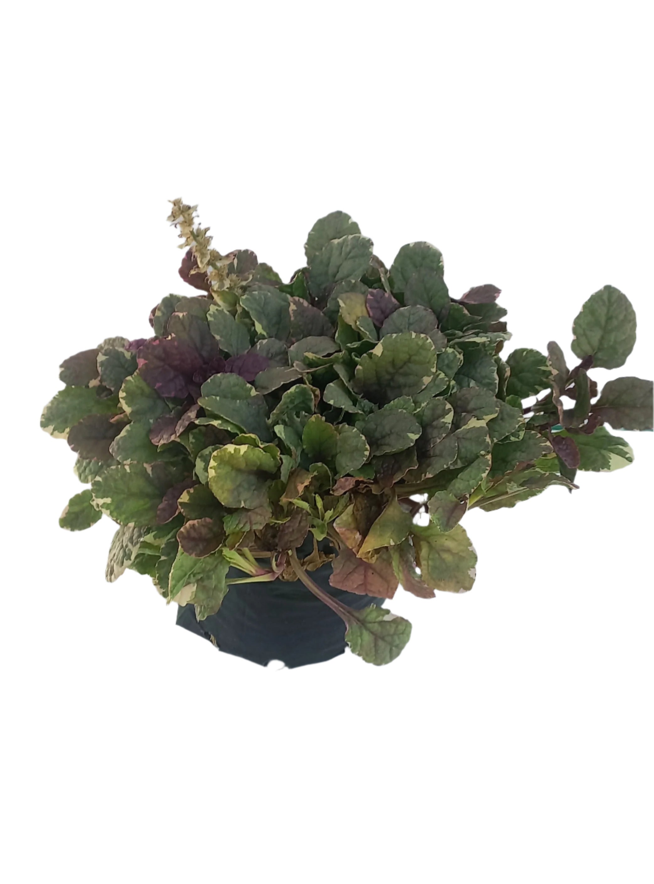AJUGA REP BURGUNDY GLOW