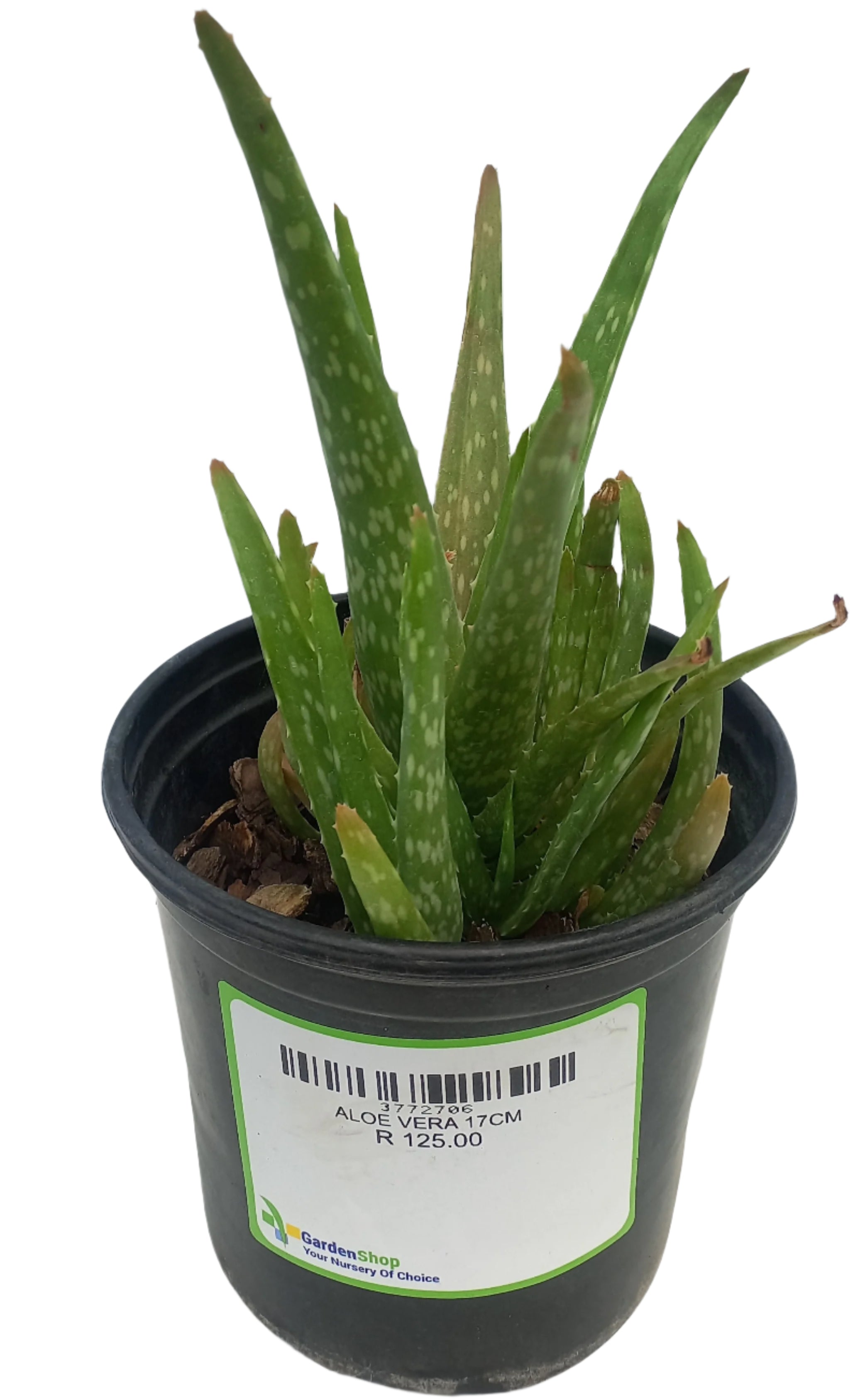ALOE VERA 17CM