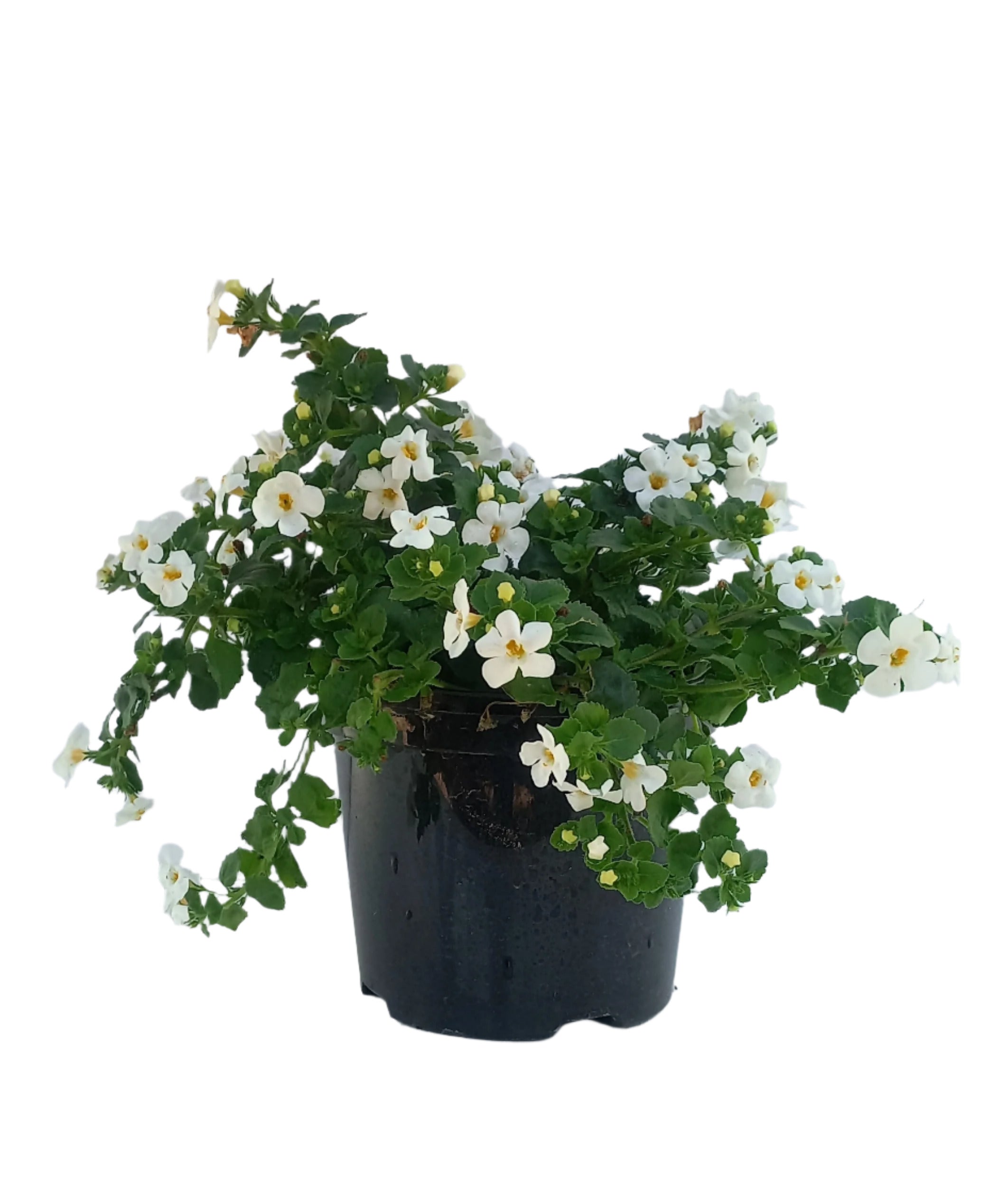 BACOPA MIX 15CM