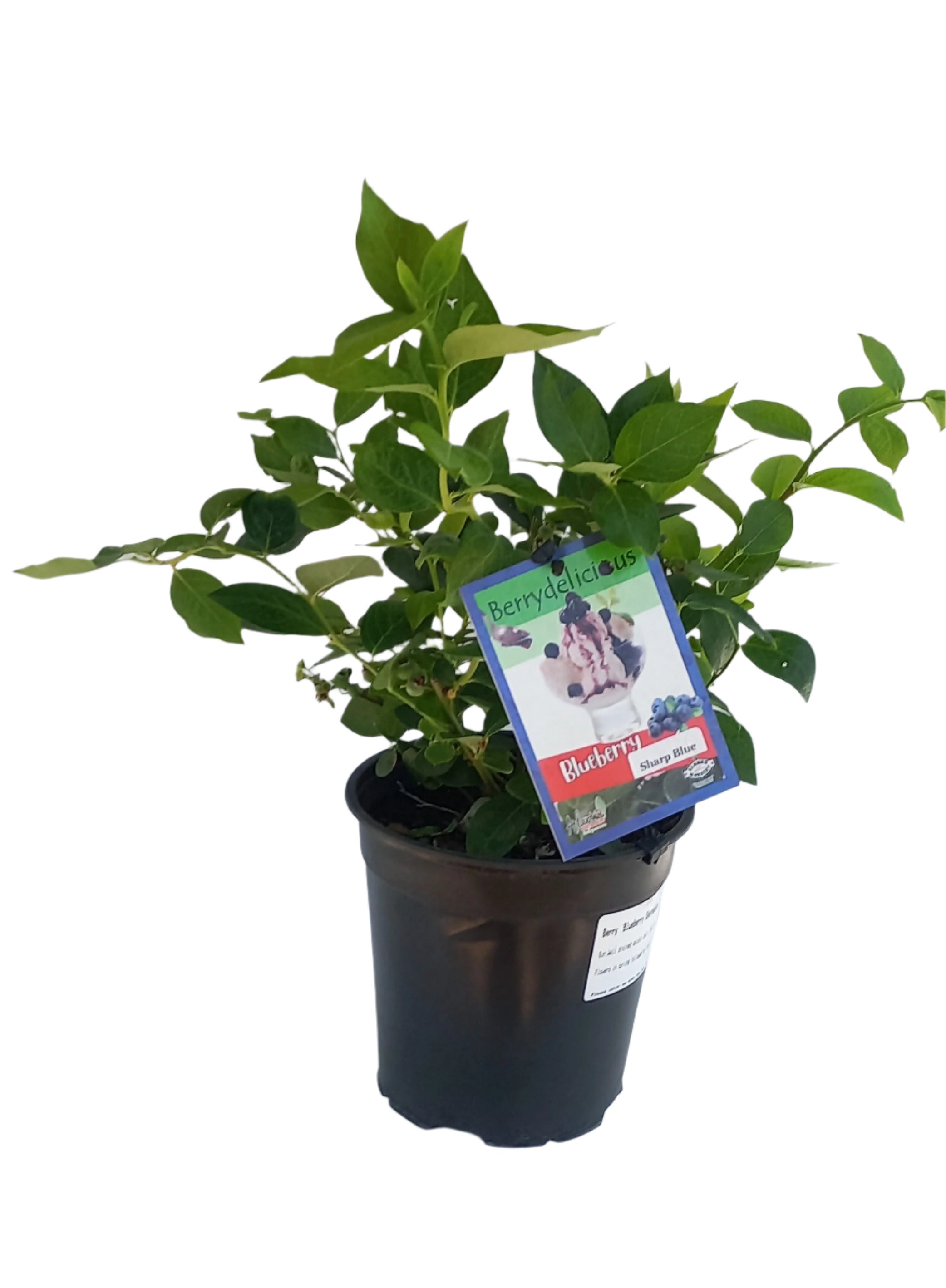 BLUEBERRY SHARPBLUE 20CM
