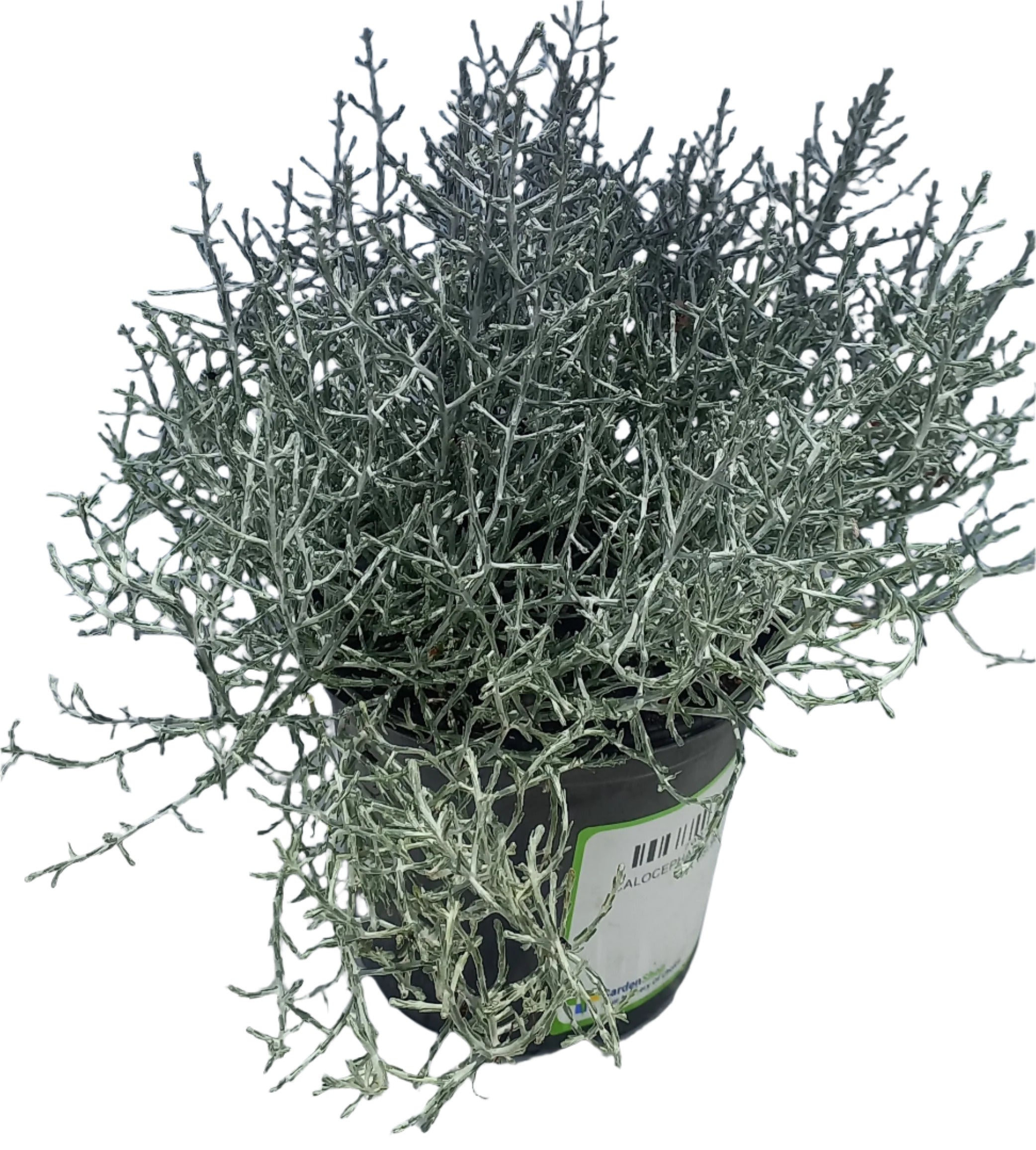 CUSHION BUSH 14CM