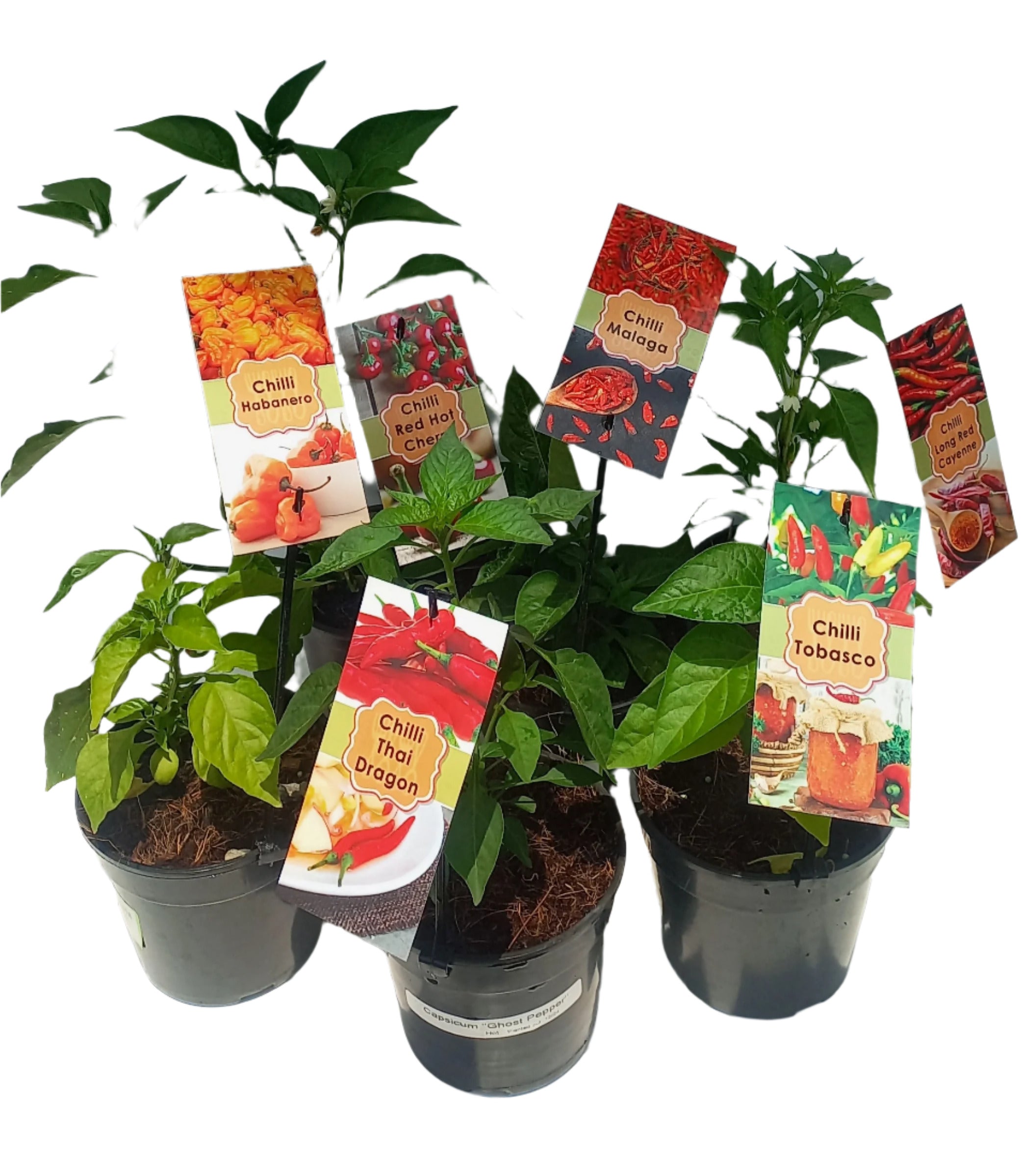 CHILLIE VARIETIES 15CM