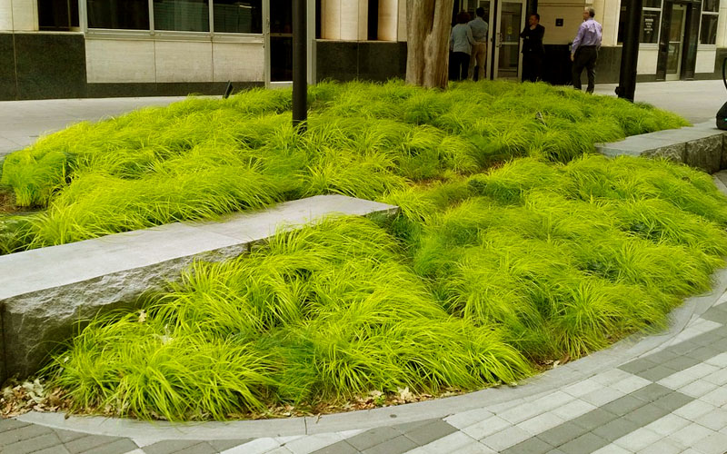 Carex Osh. Everillo 15Cm