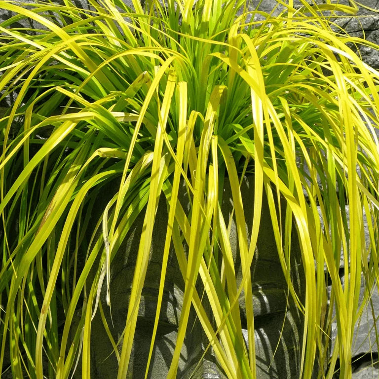 Carex Osh. Everillo 15Cm
