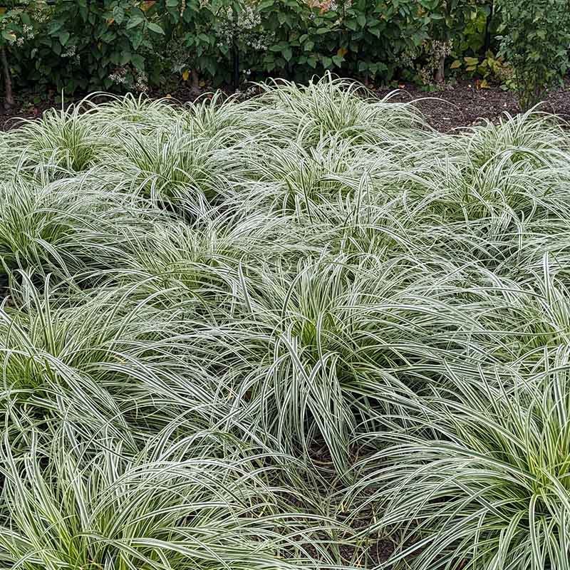 Carex Feather Falls 17Cm