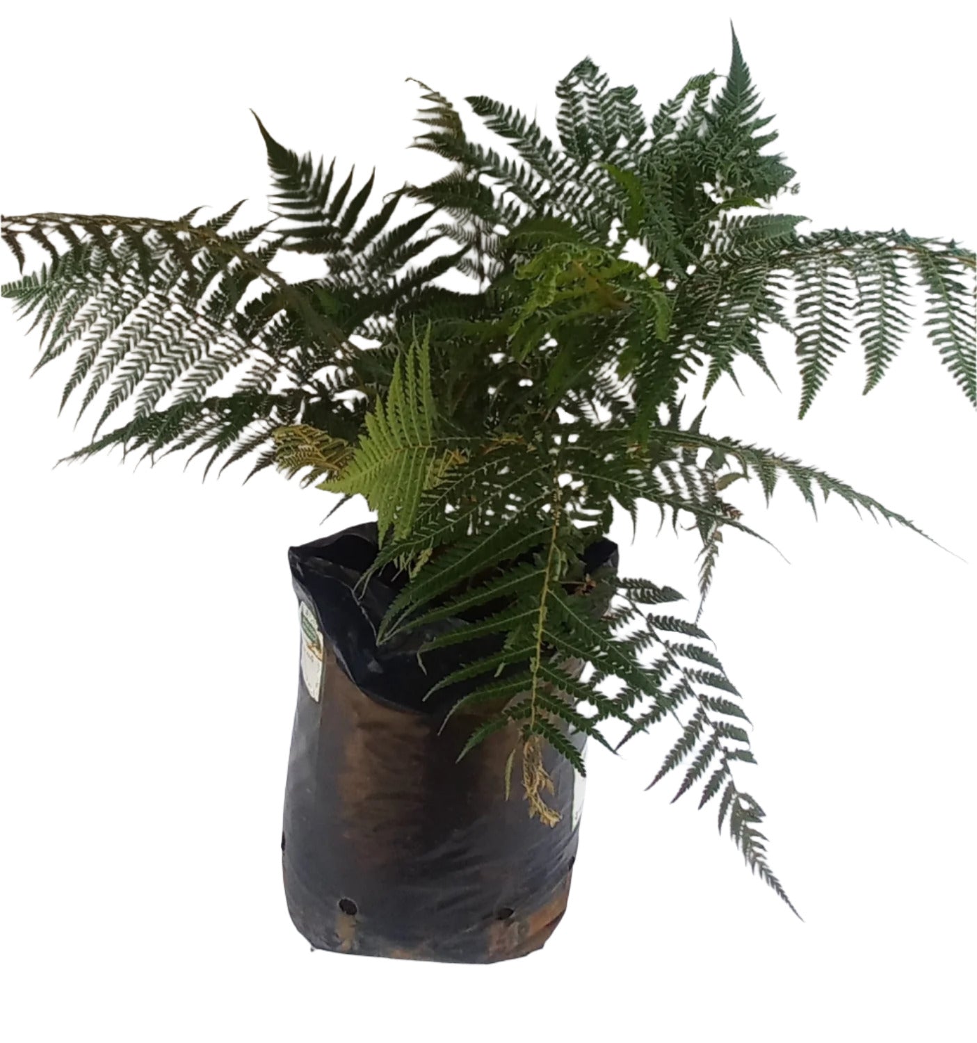 DICKSONIA ANTARCTICA 15L