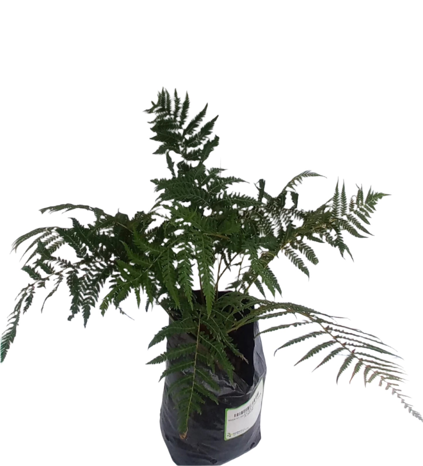 DICKSONIA ANTARCTICA 8L