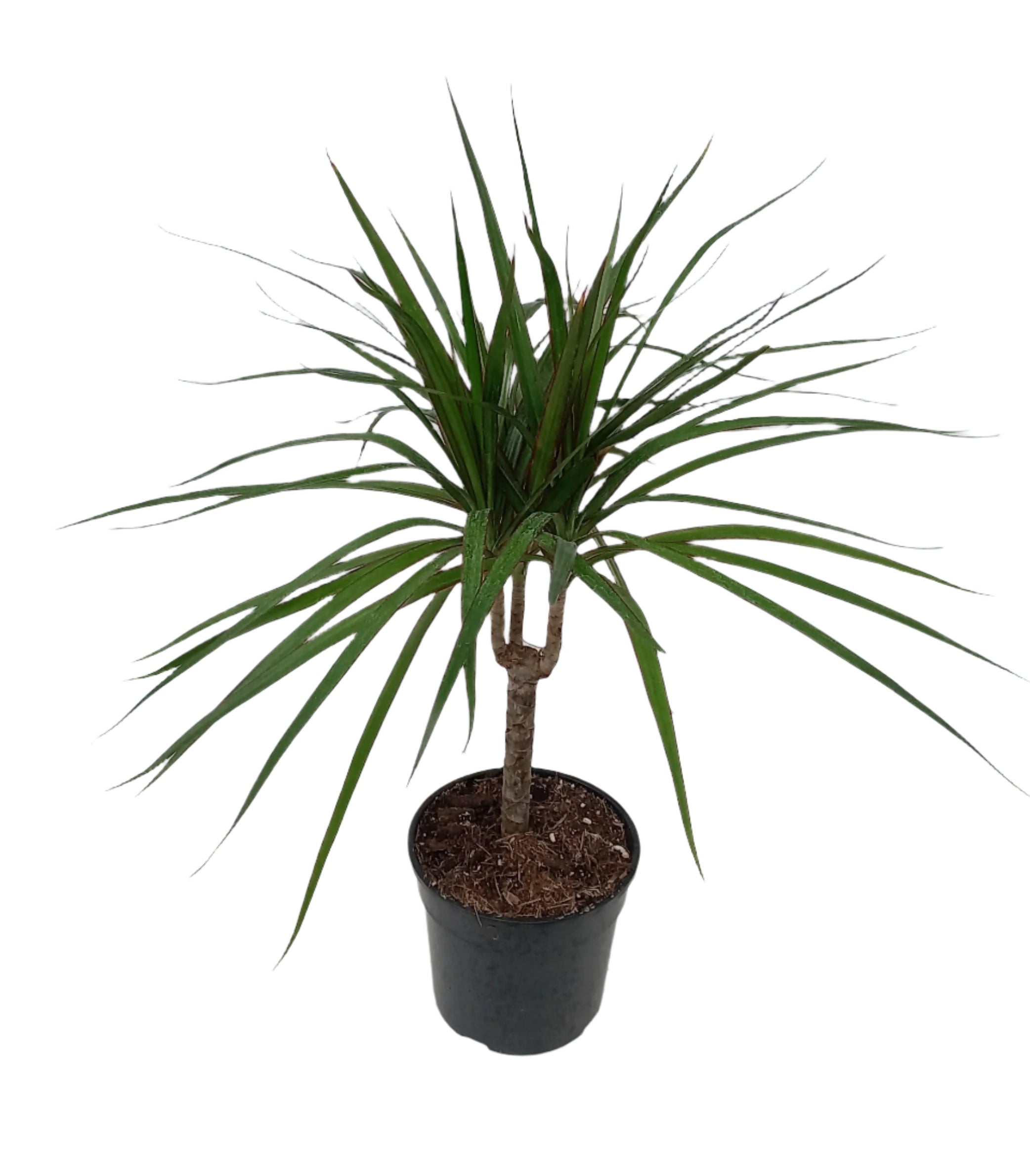 DRACAENA MARGINATA 14CM