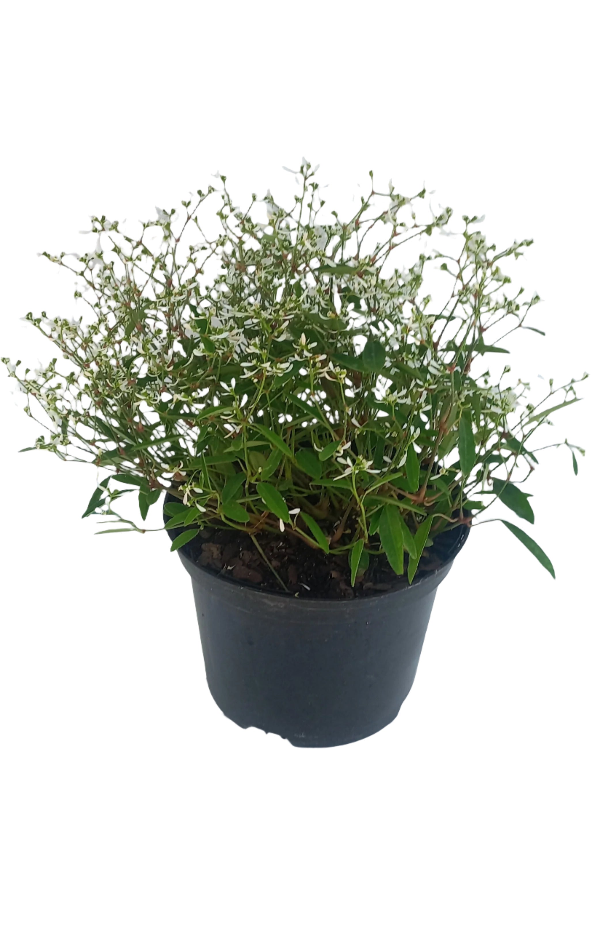 EUPHORBIA EUPHORIC WHITE 17CM