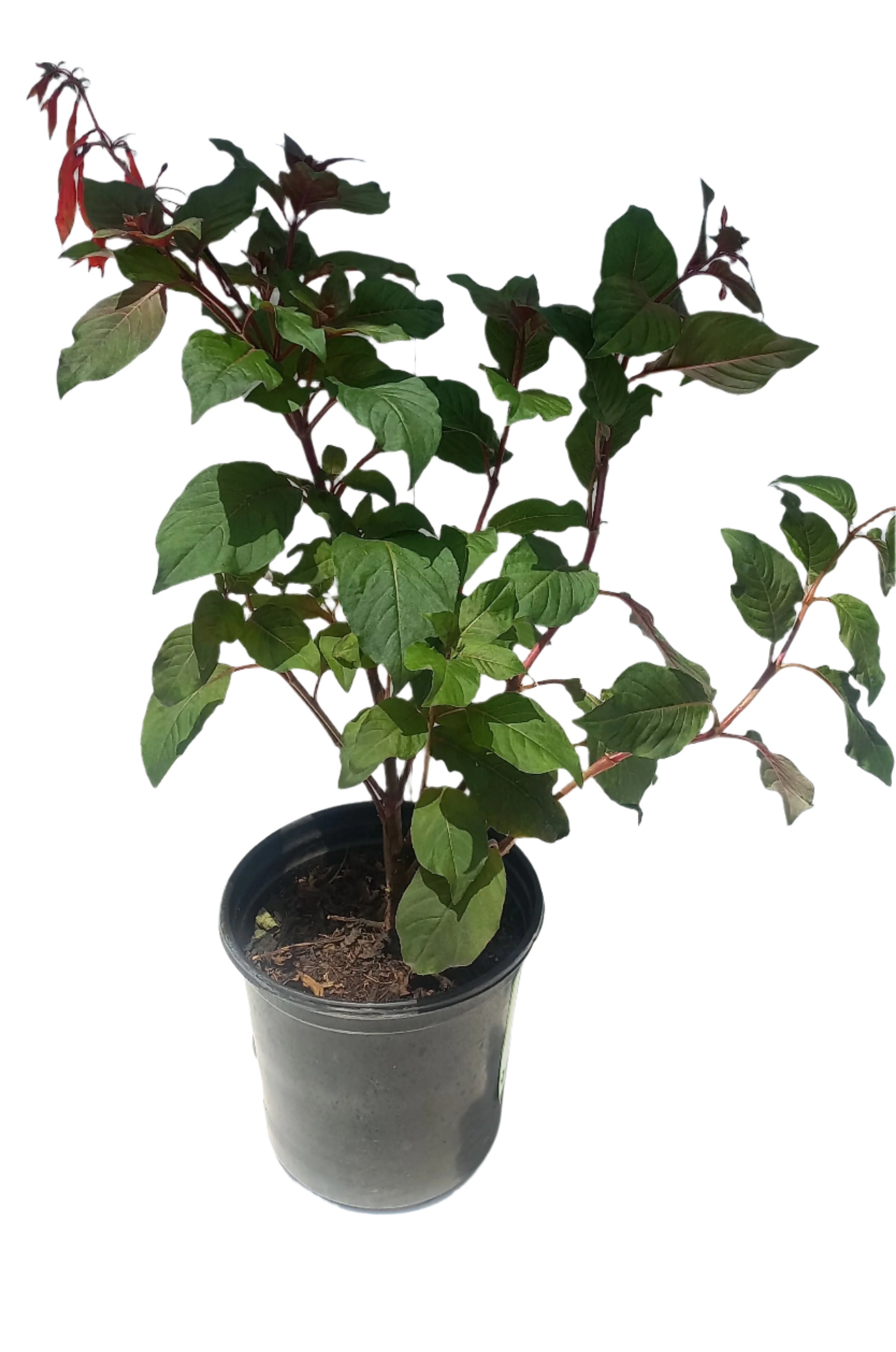 FUCHSIA VARIETY 17CM