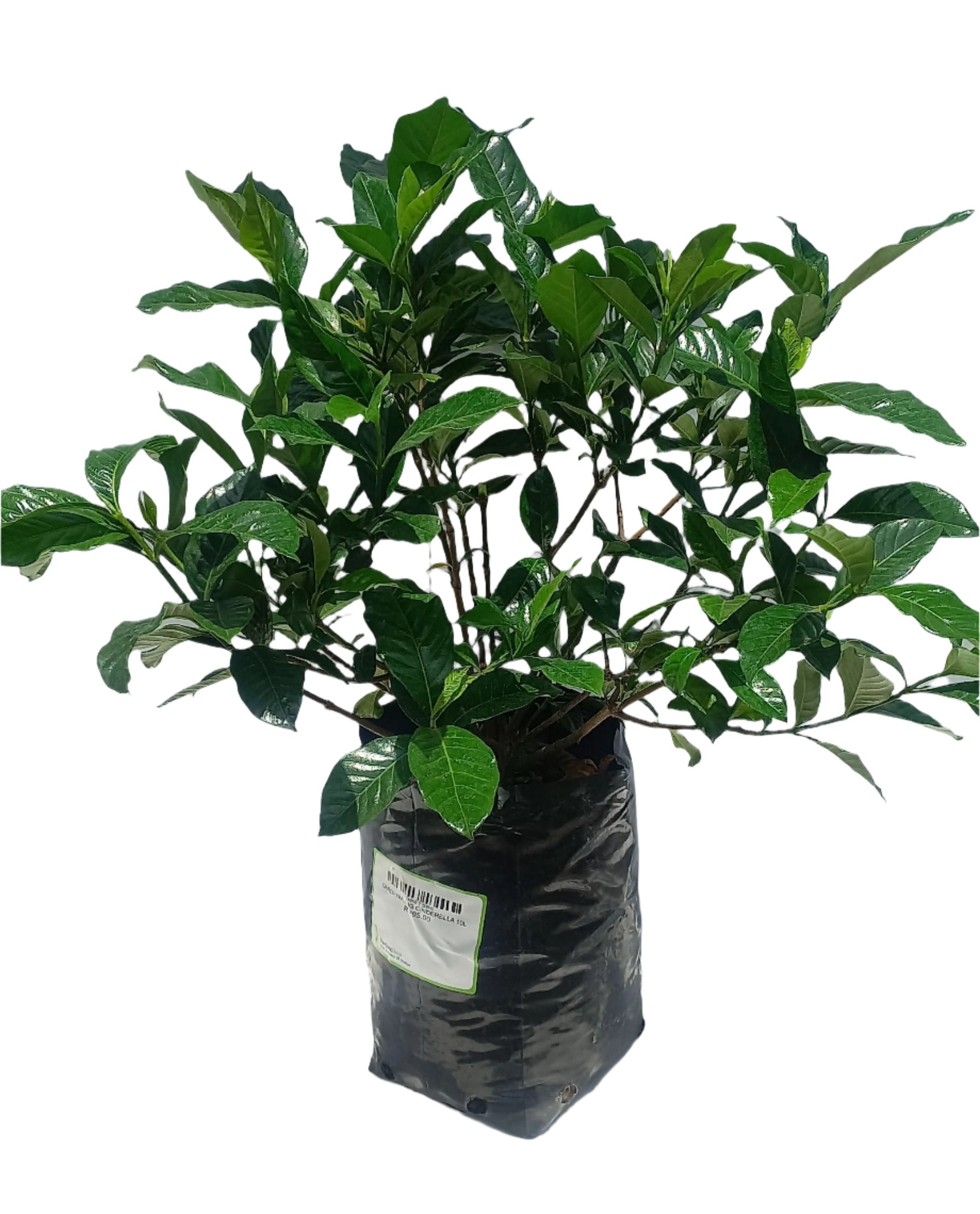 GARDENIA AUG CINDERELLA 10L