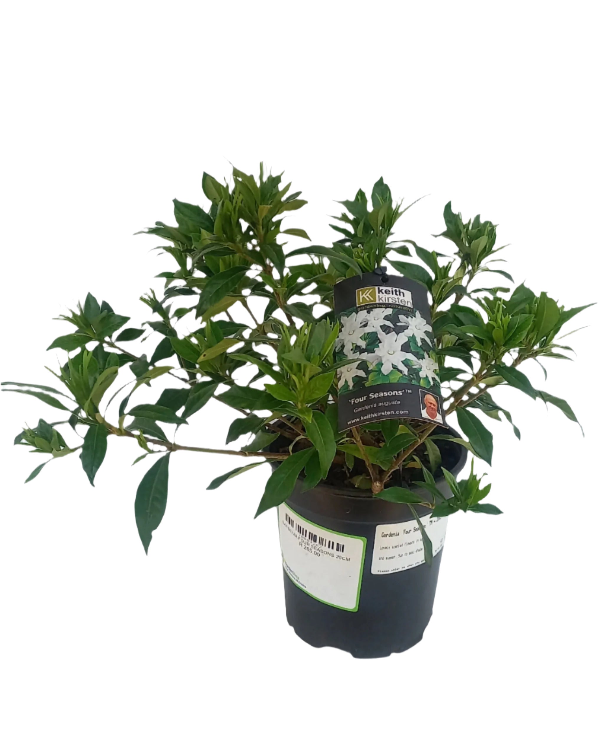 GARDENIA FOUR SEASONS 23CM