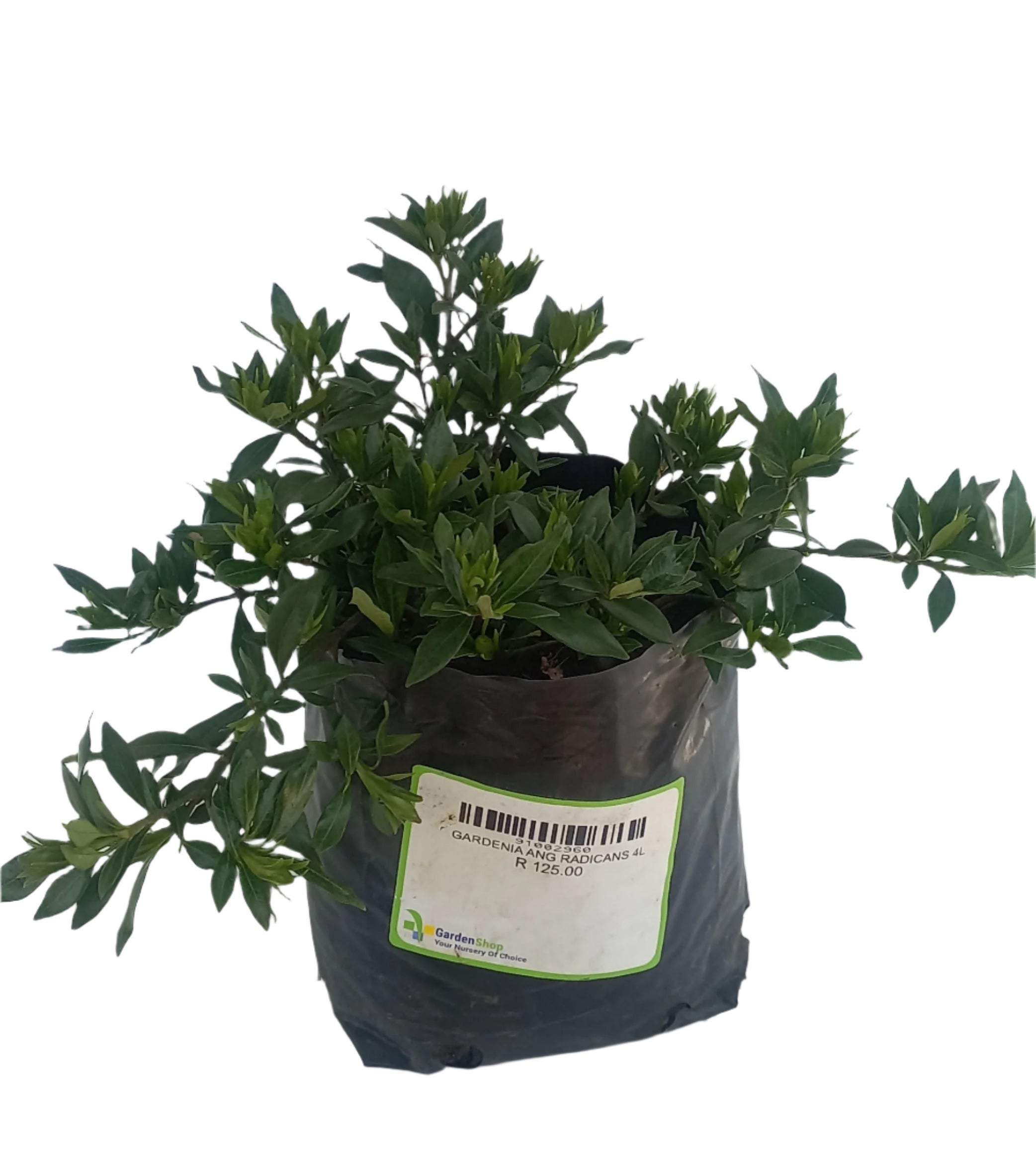 GARDENIA RADICANS 4L