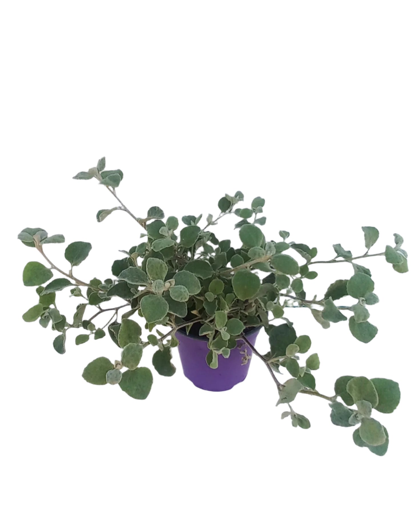 HELICHRYSUM PETIOLARE 15CM