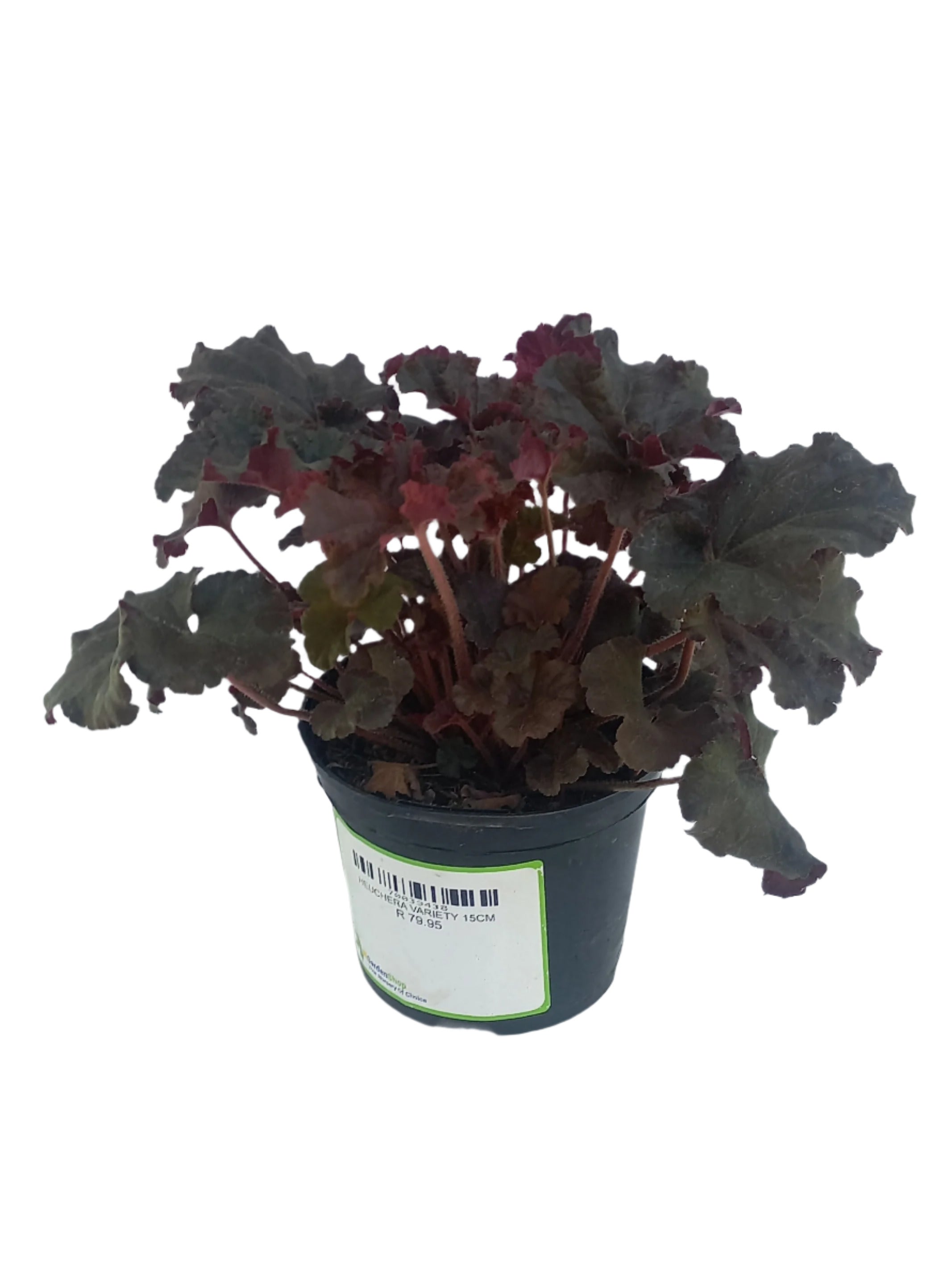 HEUCHERA VARIETY 15CM