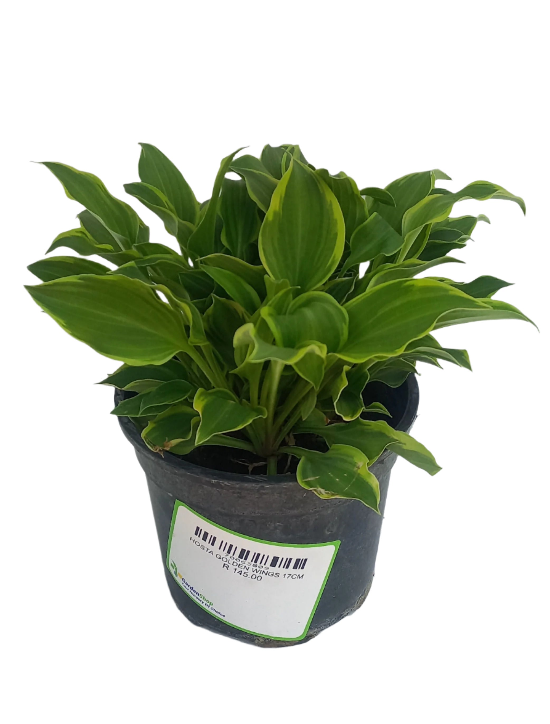 HOSTA GOLDEN WINGS 17CM