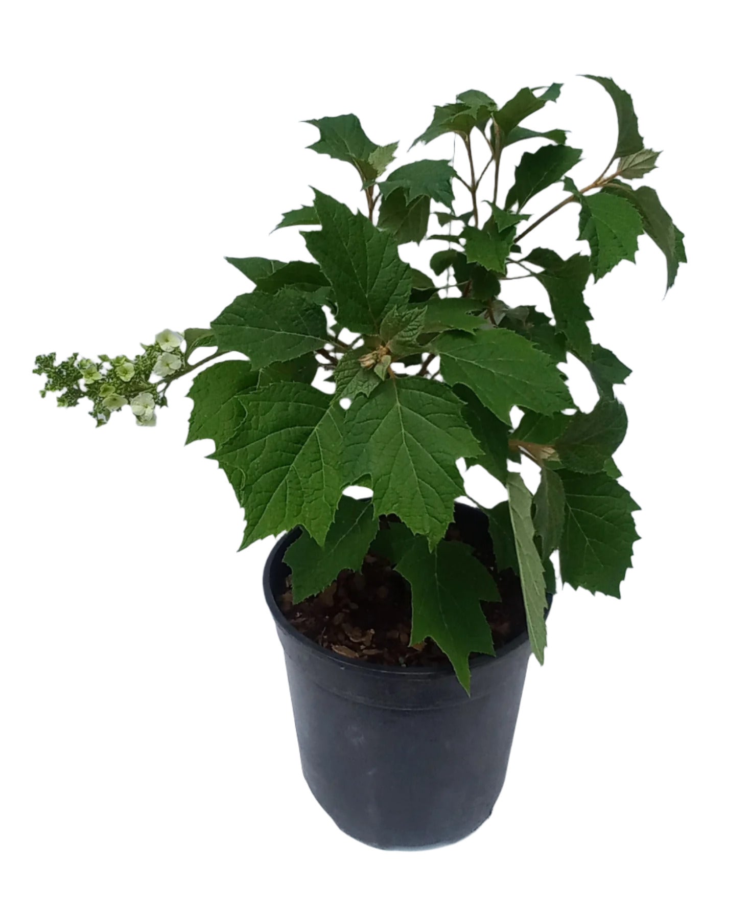 HYDRANGEA QUERCIFOLIA 4L