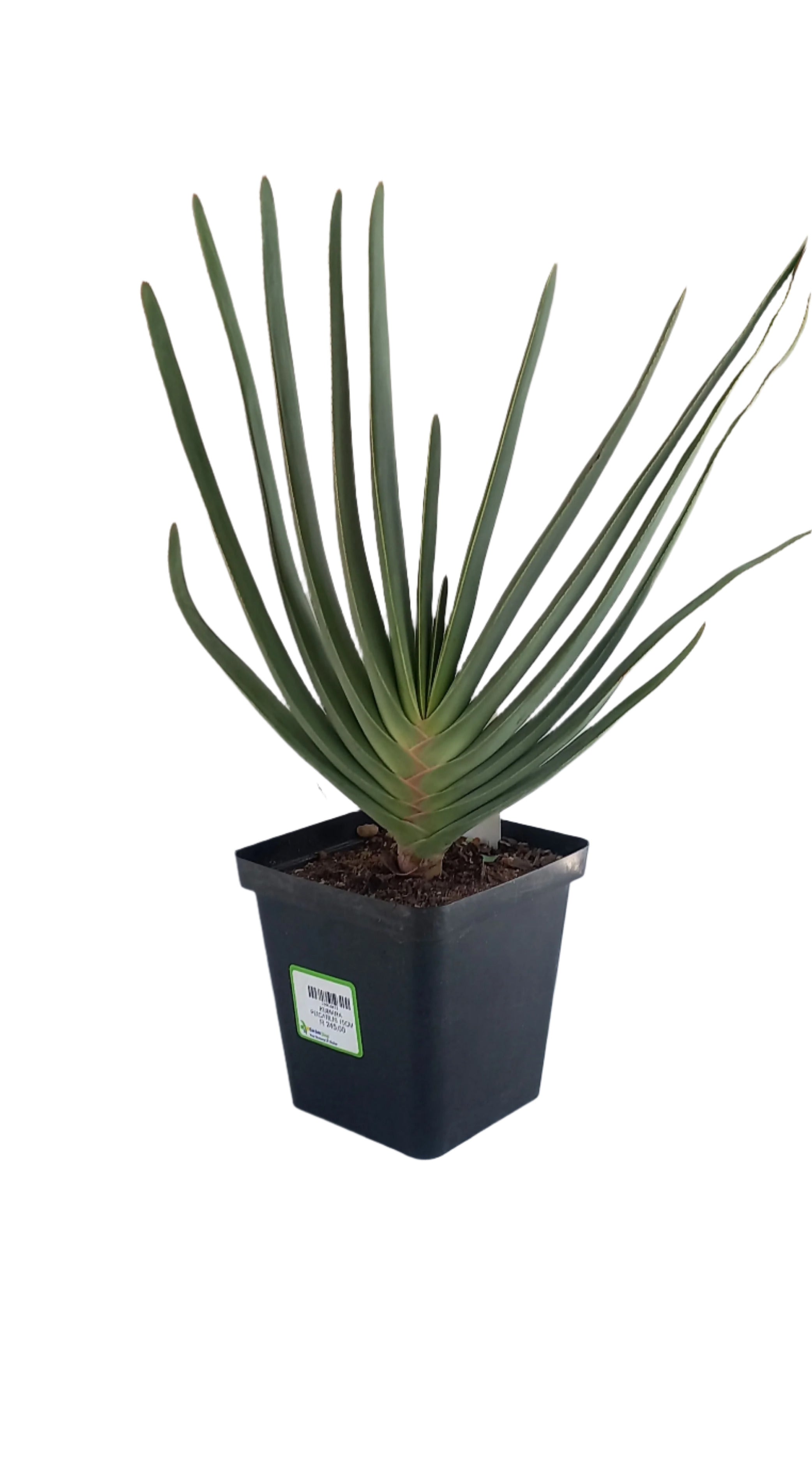 KUMARA PLICATILIS 15CM