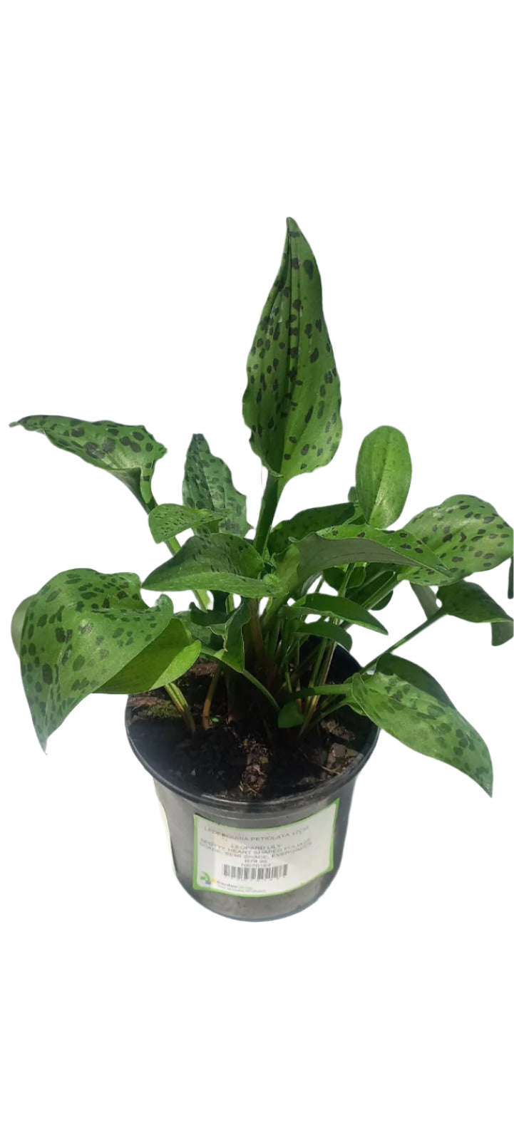 LEDEBOURIA PETIOLATA 17CM