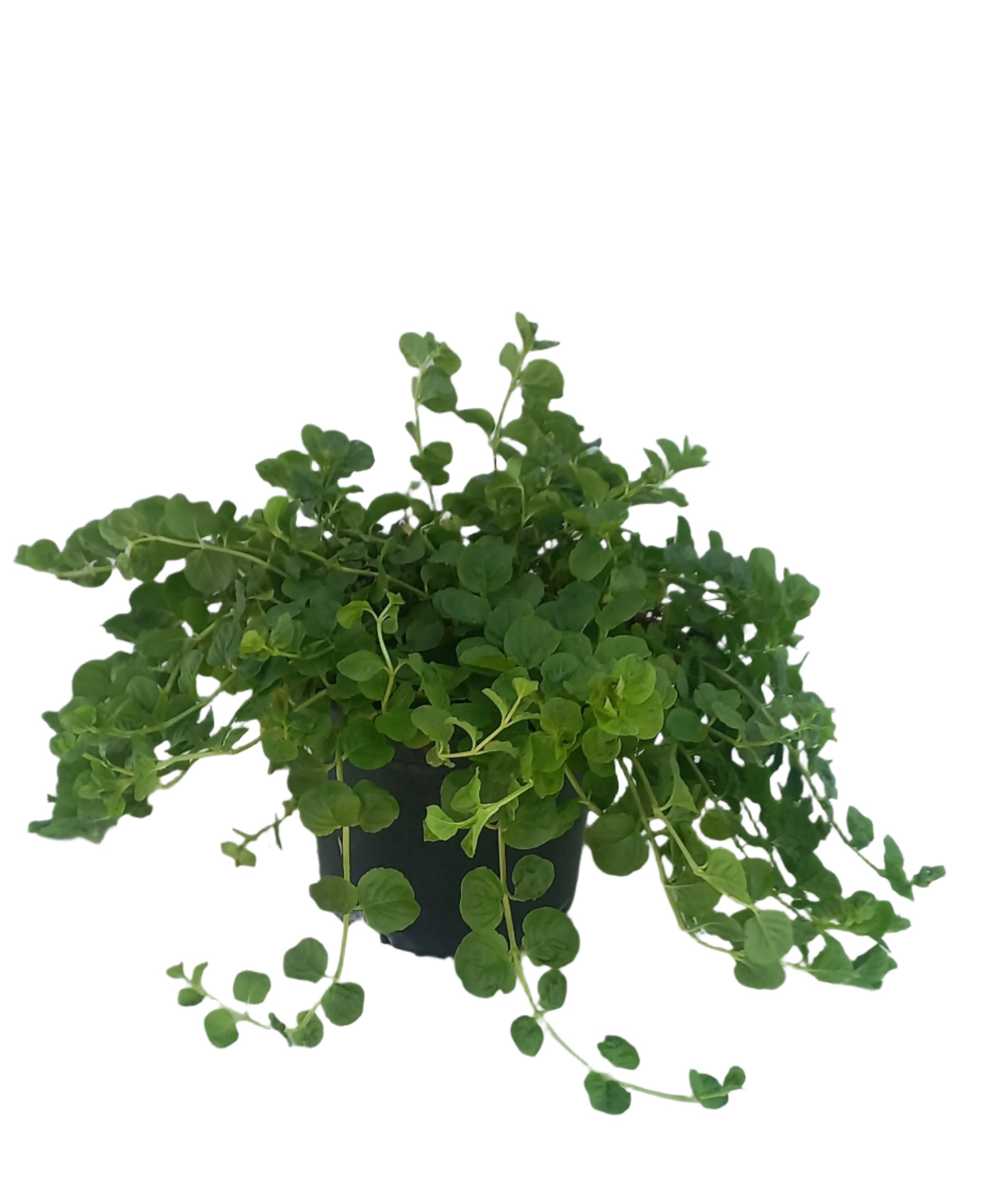LYSIMACHIA NUMMELARIA 15CM