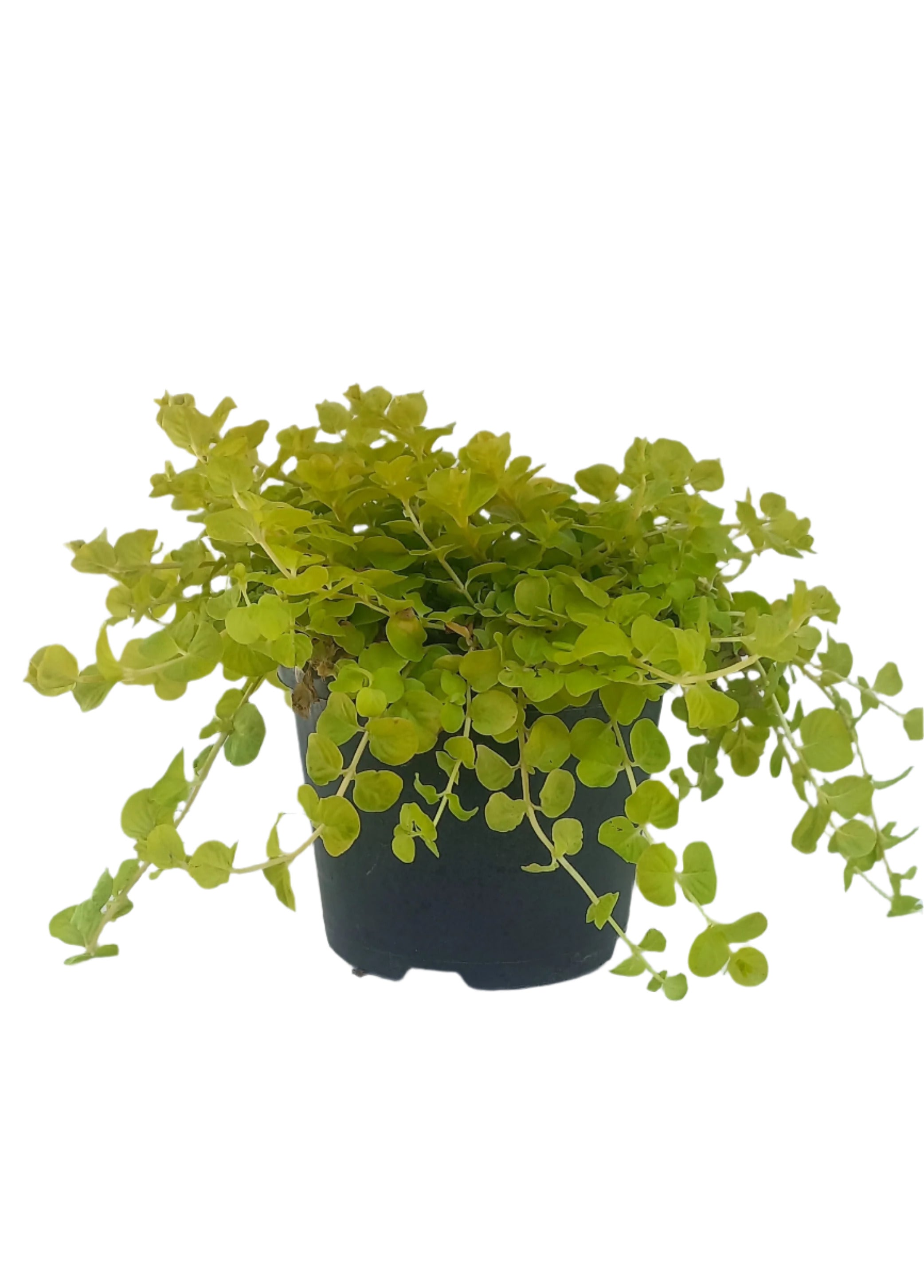 LYSIMACHIA NUM AUREA 15CM