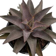 MANGAVE PURPLE PEOPLE EATER 17CM