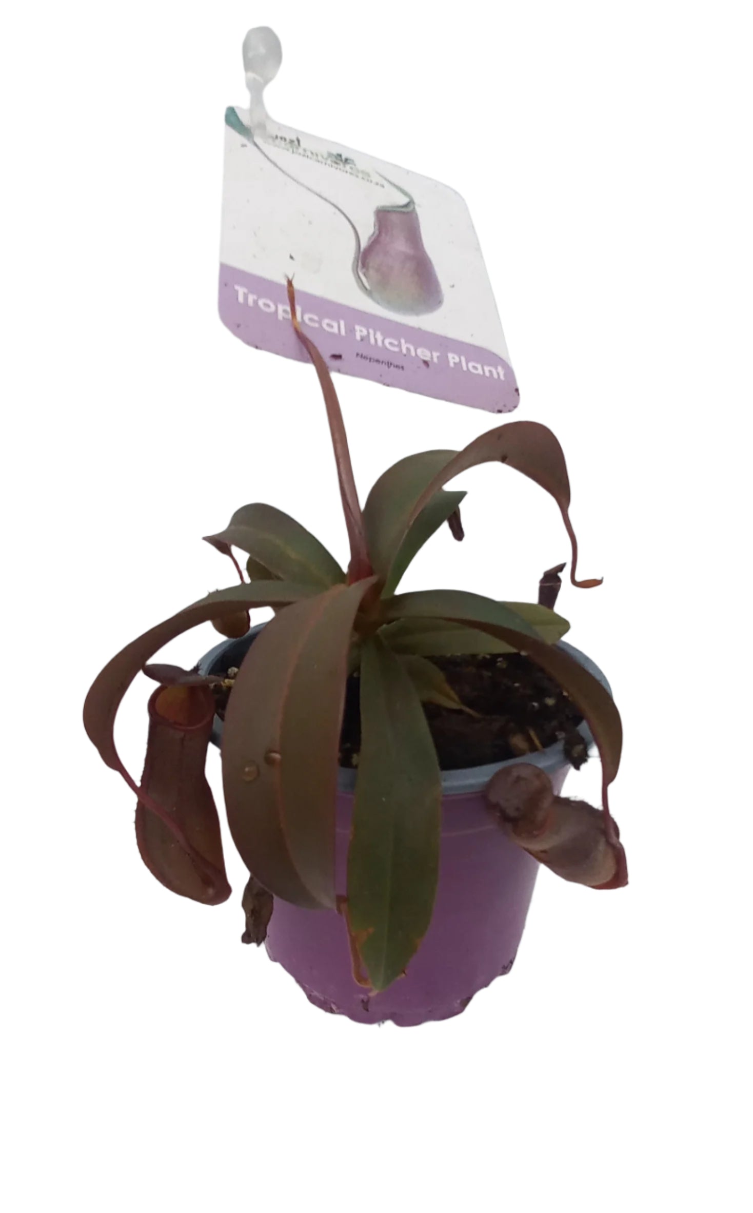 NEPENTHES SP