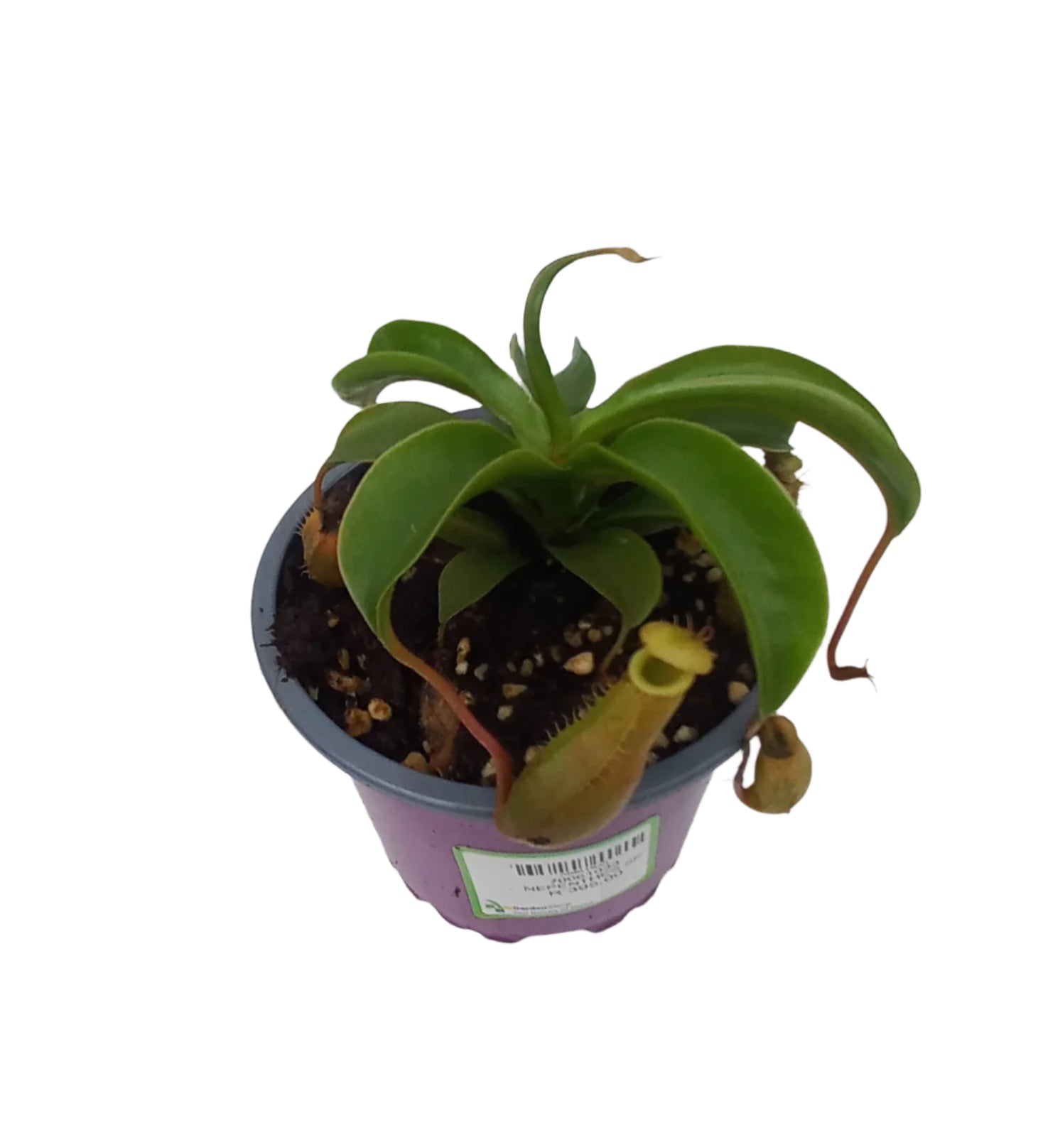 NEPENTHES SP