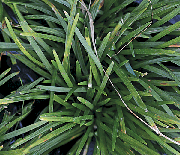 Ophiopogon Jap Kyoto Dwarf 2L