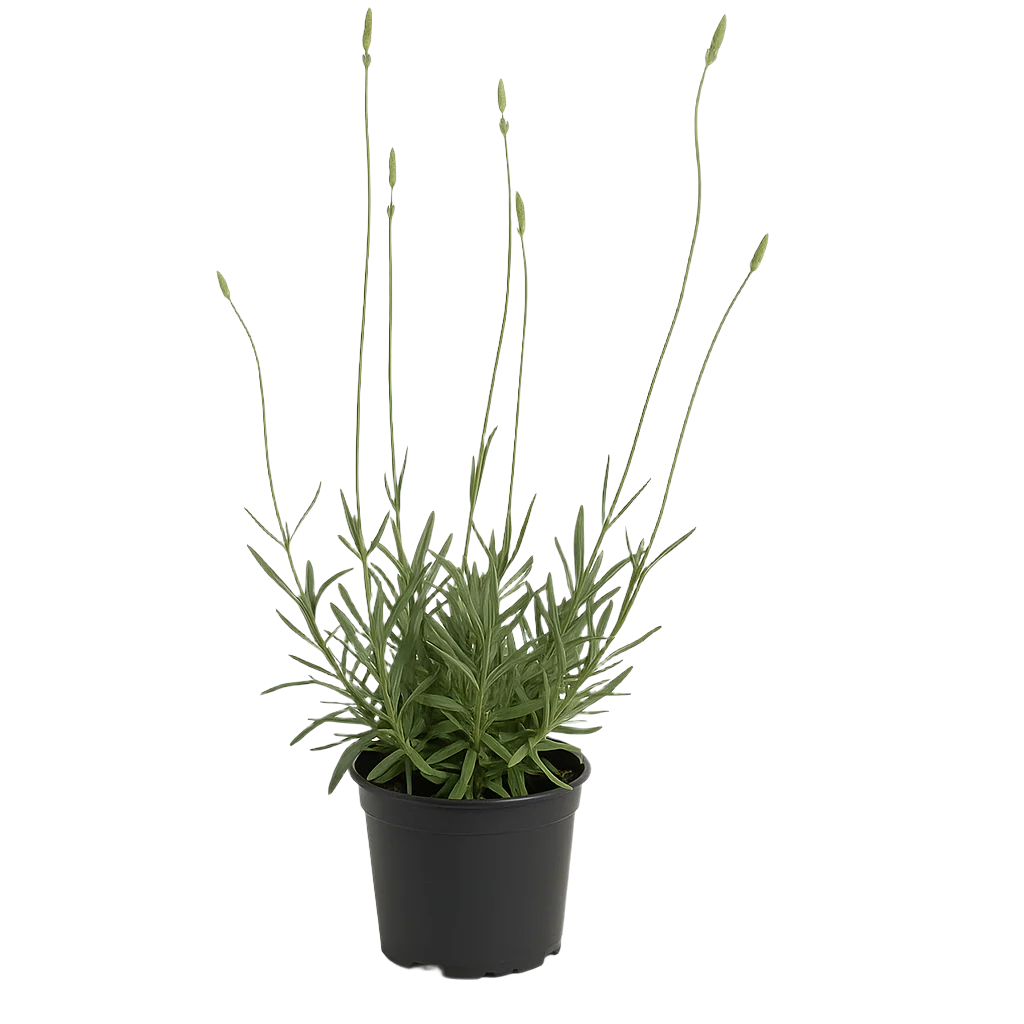 LAVANDULA MARGARET ROBERTS 15CM